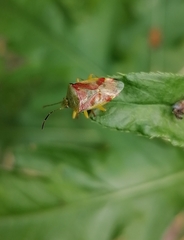 Elasmostethus interstinctus