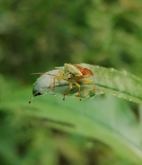 Elasmostethus interstinctus