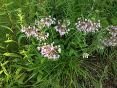 Allium cernuum