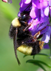 Bombus terricola image