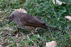 Turdoides hartlaubii