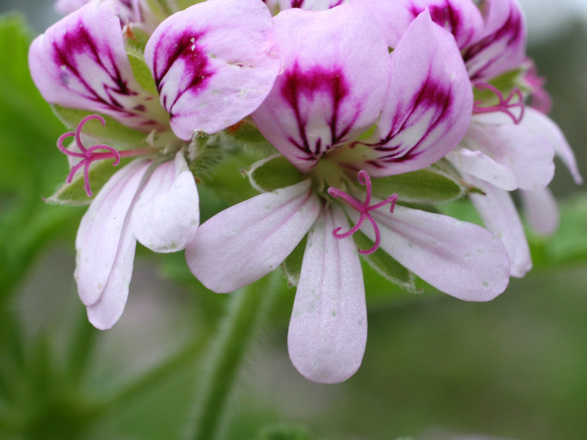 Imagem de Malva Cheirosa