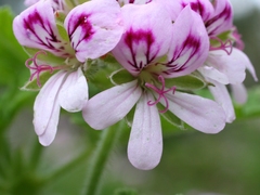 Pelargonium × asperum