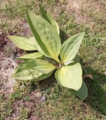 Gentiana lutea