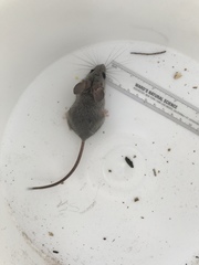Peromyscus crinitus
