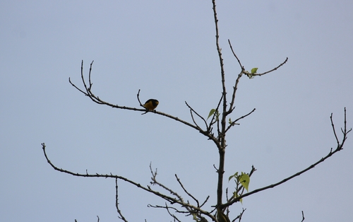 Scrub Euphonia (Euphonia affinis), photo 5