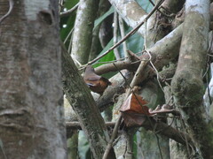 Cantorchilus guarayanus