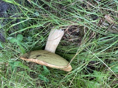 Boletus edulis