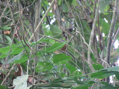 Cantorchilus guarayanus