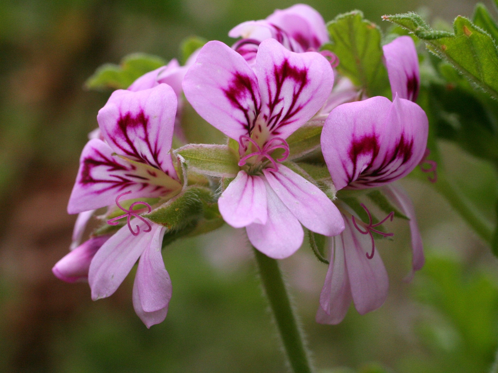 Imagem de Malva Cheirosa
