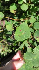 Harmandiola tremulae