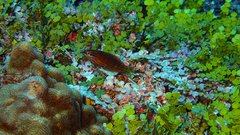 Halichoeres biocellatus