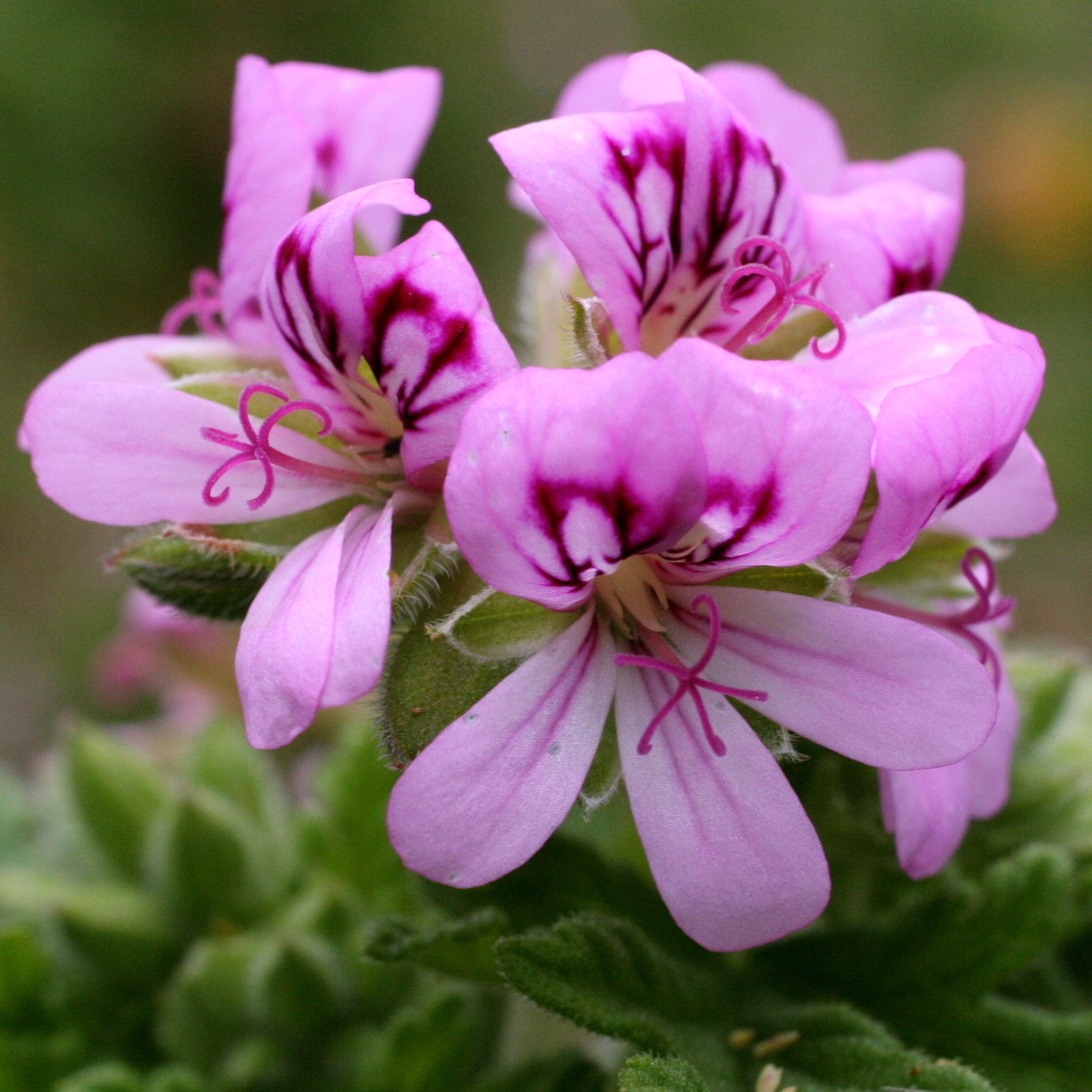 Imagem de Malva Cheirosa
