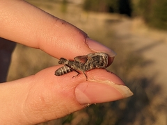 Arphia pseudonietana