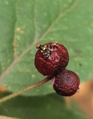 Rhagoletis cerasi