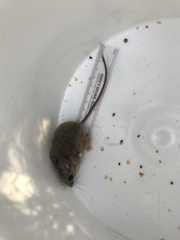 Peromyscus crinitus