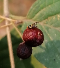 Rhagoletis cerasi