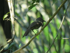 Lipaugus vociferans