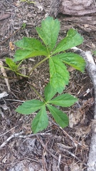 Sanicula marilandica image