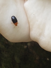 Triplax thoracica
