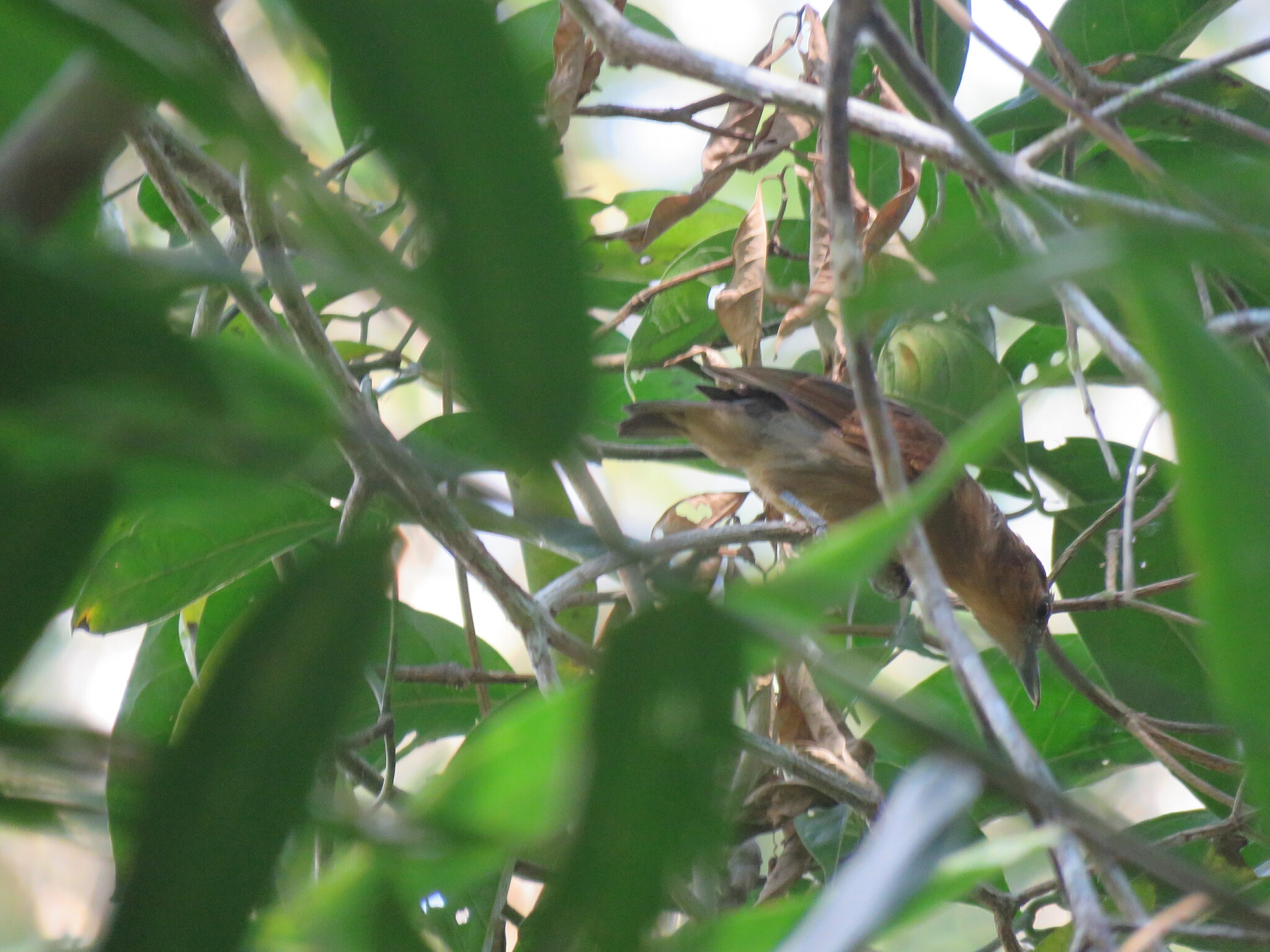 Spot-winged Antshrike (Pygiptila stellaris), photo 7
