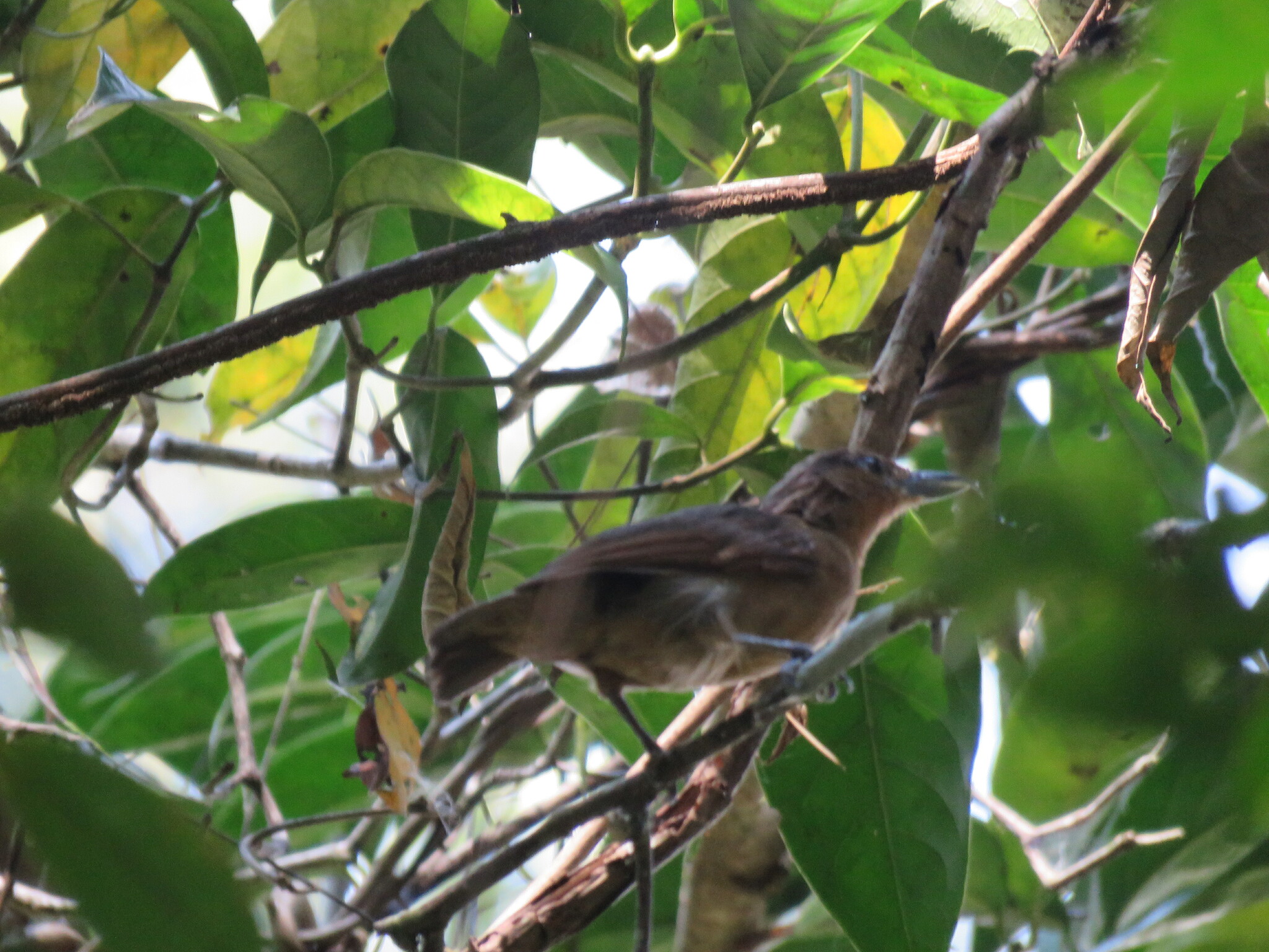 Spot-winged Antshrike (Pygiptila stellaris), photo 8