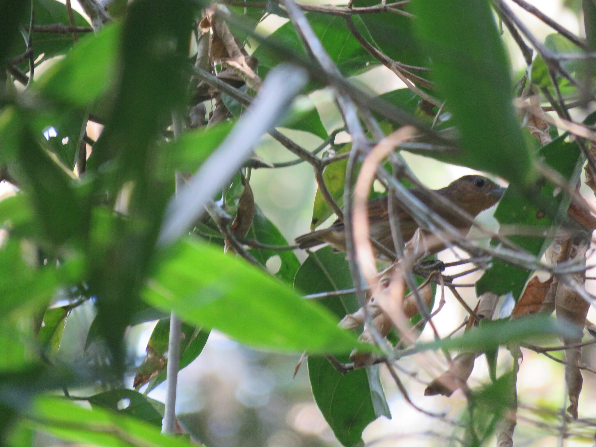 Spot-winged Antshrike (Pygiptila stellaris), photo 9