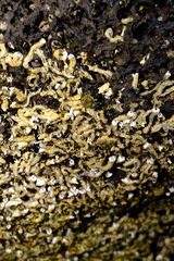 Galeolaria caespitosa