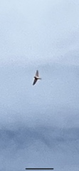 Chaetura pelagica