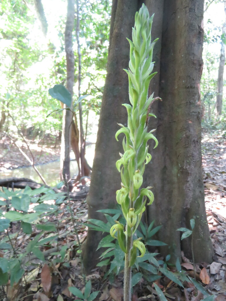 Sarcoglottis grandiflora