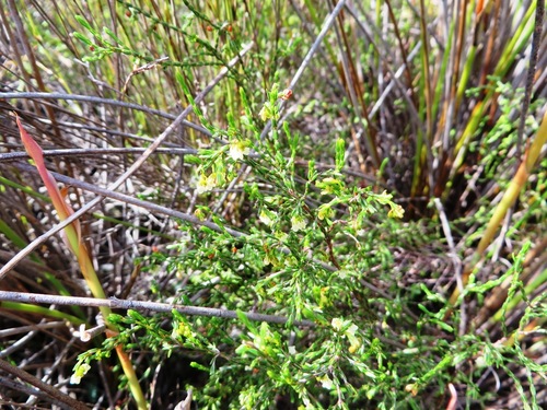 Image of Erica multiflexuosa by (c) linkie, some rights reserved (CC BY)
