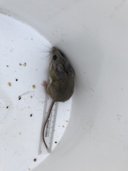Peromyscus crinitus