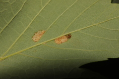 Aceria pseudoplatani