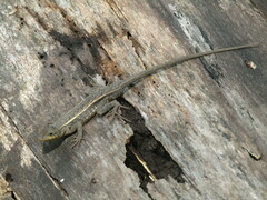 Sceloporus squamosus