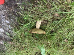 Boletus edulis