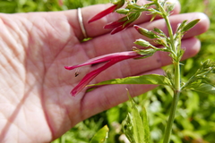 Dianthera secunda