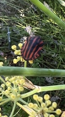 Graphosoma italicum