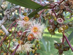 Eucalyptus rudis rudis