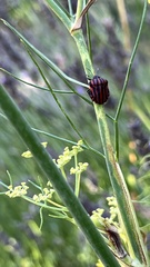 Graphosoma italicum