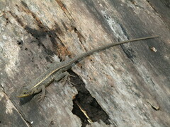 Sceloporus squamosus