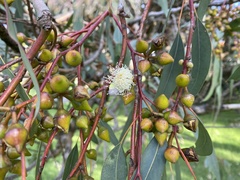Eucalyptus rudis rudis