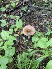Russula decolorans