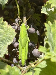 Anacridium aegyptium