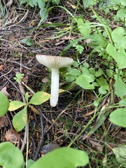Russula decolorans