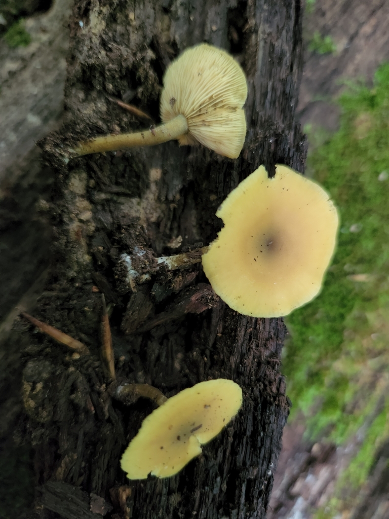 Olive Lute from Bloomington, IN, USA on August 07, 2022 at 0915 AM by