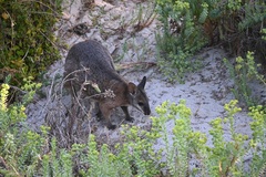 Notamacropus eugenii decres