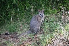 Notamacropus eugenii decres