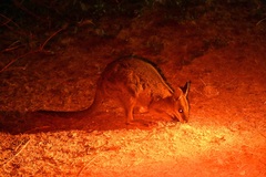 Notamacropus eugenii decres