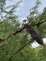 Havardia acatlensis