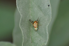 Zonosemata vittigera